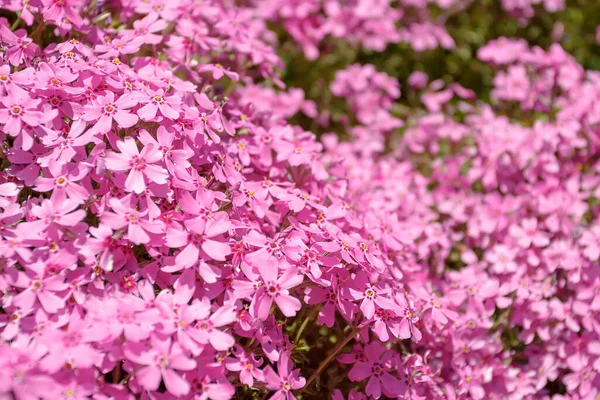 Pink Flowers Spring Garden Shallow Focus — Stock Photo, Image