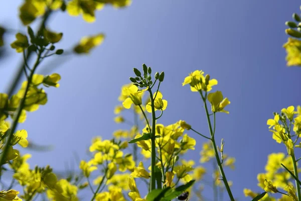 Campo Colza Fiorente Primavera — Foto Stock