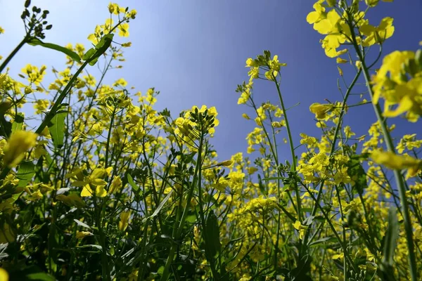 Blühendes Rapsfeld Frühjahr — Stockfoto