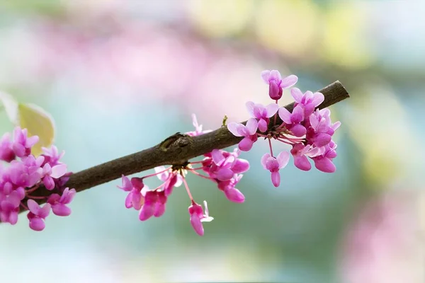 Belas Flores Florescendo Fundo Natureza — Fotografia de Stock