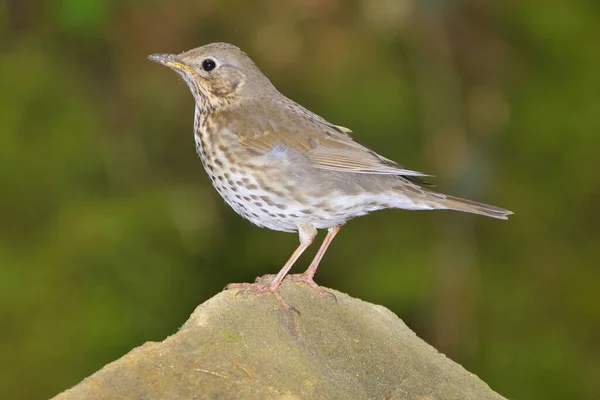 Singdrossel Feeding Search Singdrossel Song Thrush Turdus Philomelos — стоковое фото