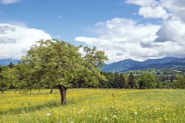 Beierse Landschap Met Boom Weide Met Veel Bloemen Alpen — Stockfoto