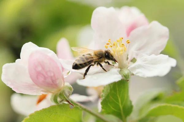 Μέλισσας Στο Άνθος Της Apple — Φωτογραφία Αρχείου