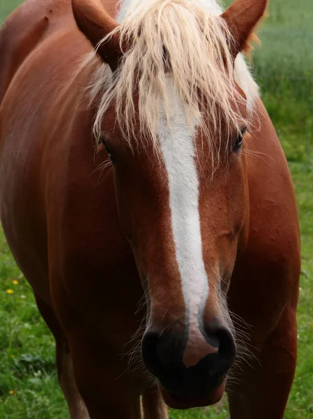 Hästar Utomhus Dagen — Stockfoto