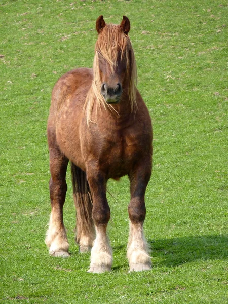 Luidruchtig Vanaf Voorkant — Stockfoto