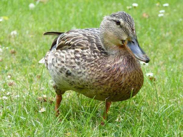 Gräsänder Snett Framifrån — Stockfoto