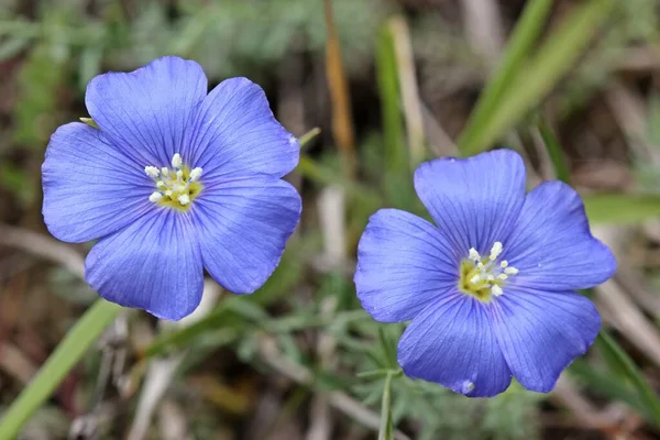 Linum Leonii Lein Lothringer Lothringer Lein Linum Leonii Very Rare — Stock Photo, Image