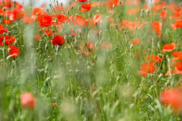 Verão Flora Vermelho Poppy Flor — Fotografia de Stock