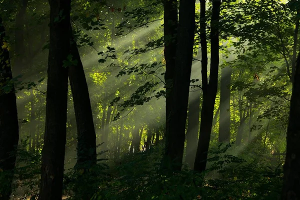 Travi Luce Solare Una Foresta Profonda — Foto Stock