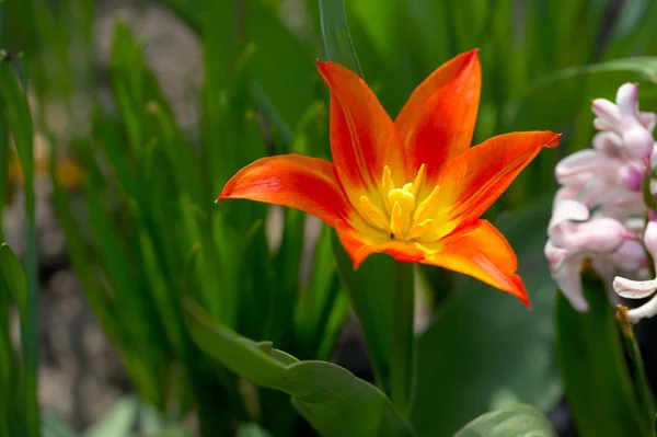 Vivid Spring Flower Closeup — Stock Photo, Image