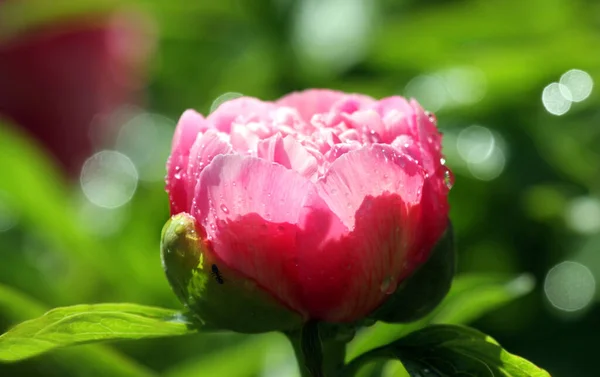 Півоній Свіжі Пелюстки Квітів Садова Флора — стокове фото
