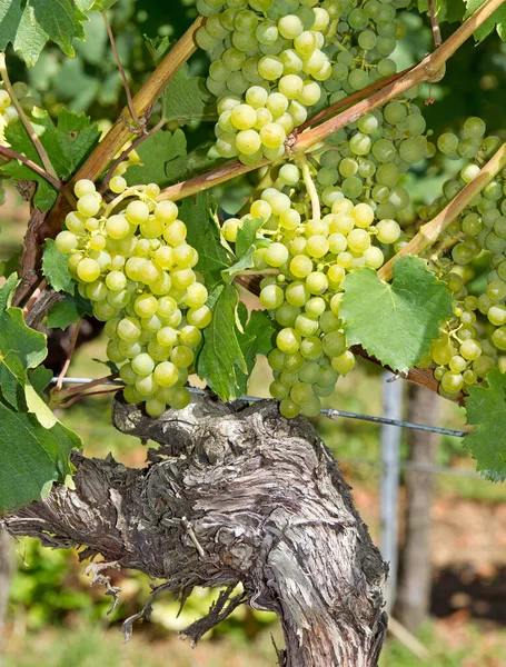 Grapes Vine Bunches Grapes — Stock Photo, Image