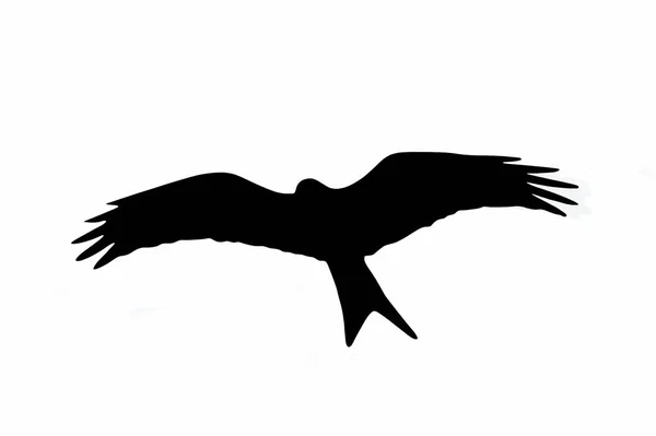 Černá Silueta Ptáka — Stock fotografie