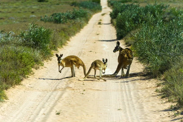 Kangur Zwierzę Australijskie — Zdjęcie stockowe