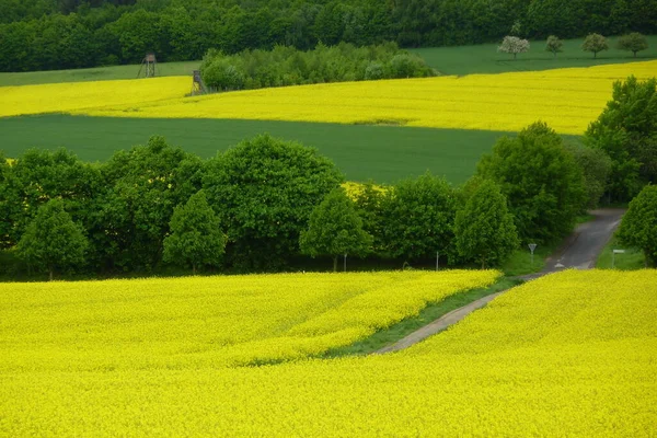 Campagne Agriculture Champ Colza Flore Jaune — Photo