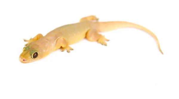 Gecko Pequeño Lagarto Divertido Aislado Blanco — Foto de Stock