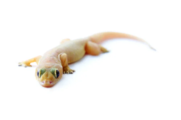 Gecko Petit Lézard Drôle Isolé Sur Blanc — Photo