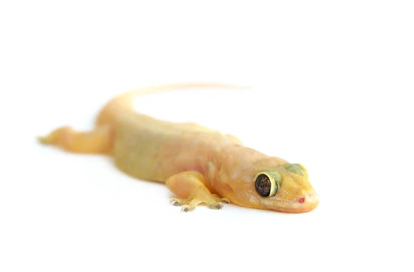 Gecko Pequeño Lagarto Divertido Aislado Blanco — Foto de Stock