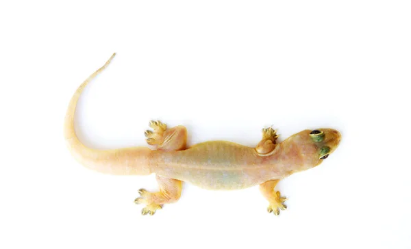 Gecko Pequeno Lagarto Engraçado Isolado Branco — Fotografia de Stock