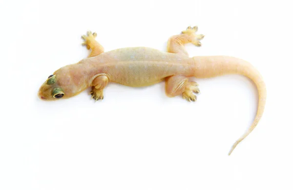 Gecko Pequeño Lagarto Divertido Aislado Blanco — Foto de Stock