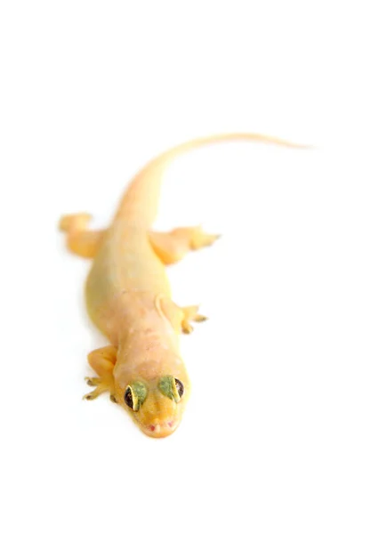 Gecko Petit Lézard Drôle Isolé Sur Blanc — Photo