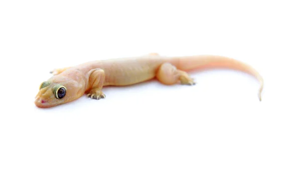 Gecko Mała Zabawna Jaszczurka Odizolowana Białym — Zdjęcie stockowe