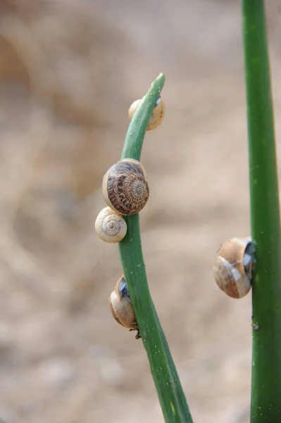 Escargot Sur Fleur — Photo