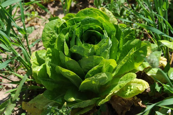 Vue Rapprochée Salade Fraîche Savoureuse — Photo