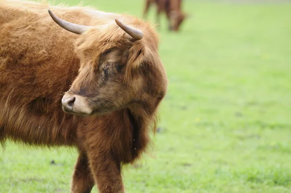 Festői Kilátás Fiatal Állatok — Stock Fotó