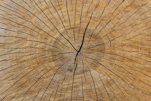 Padrão Madeira Escura Corte Árvore — Fotografia de Stock