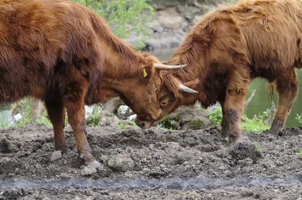 Jonge Dieren Selectieve Focus — Stockfoto