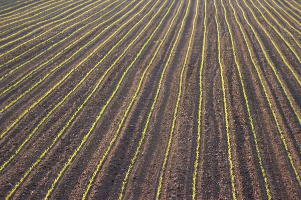 Άποψη Του Cornfield Έννοια Της Γεωργίας — Φωτογραφία Αρχείου