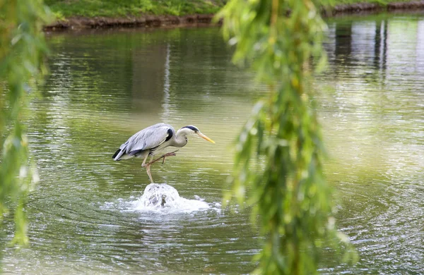 Clever Hunting Gray Heron Sits Park Bubbling Water Source Lake — Stock Photo, Image