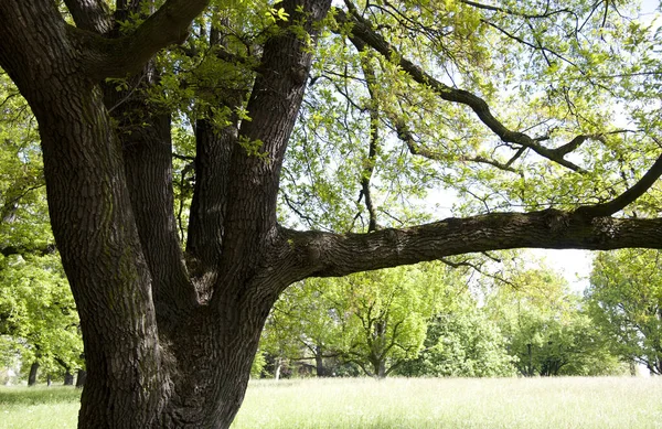 Quercia Fusti Nel Parco Cittadino — Foto Stock