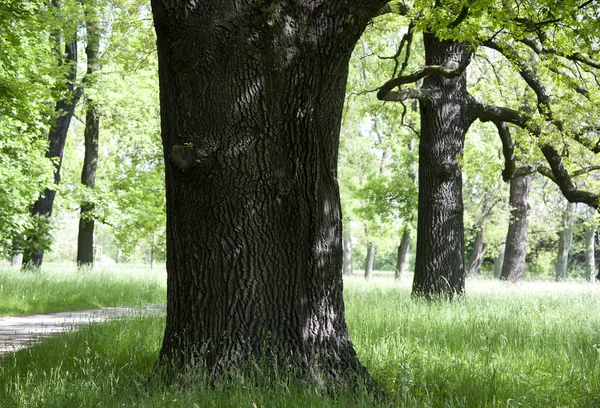 Staré Duby Uzlovité Větve Mezi Jinými Stromy Růžovém Parku Stuttgartu — Stock fotografie