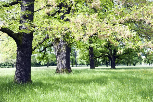 Green Meadow Sprouting Trees Nature Has Long Been Waiting Sunshine — Stock Photo, Image