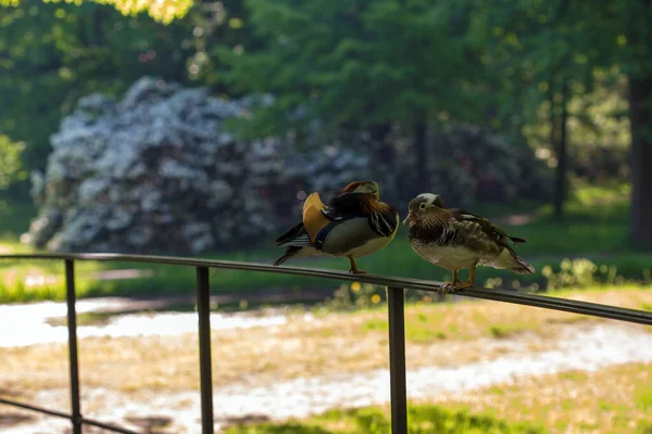 Mandalina Ördeği Kuş Tüyü — Stok fotoğraf