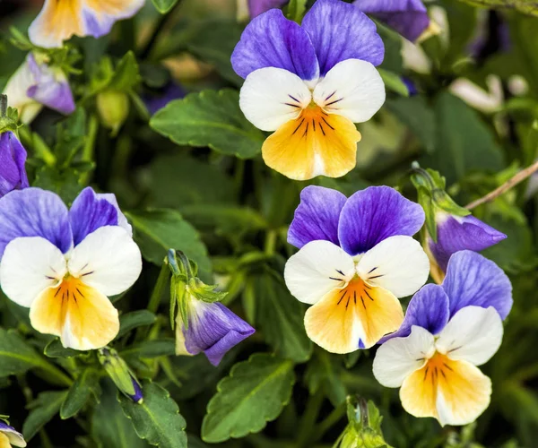 Viola Tricolor Zahradě — Stock fotografie