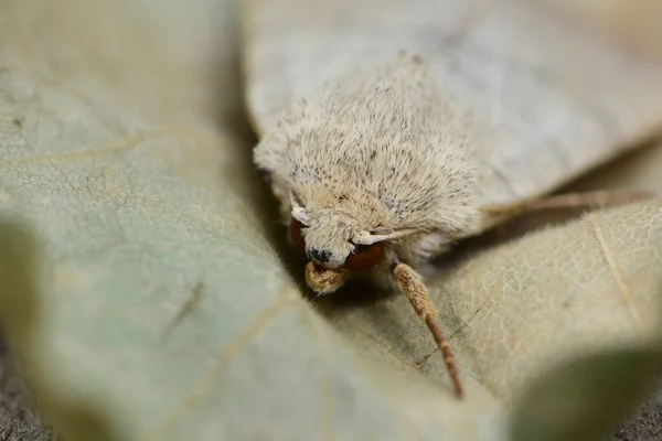 Papillon Exotique Aux Ailes Insecte — Photo