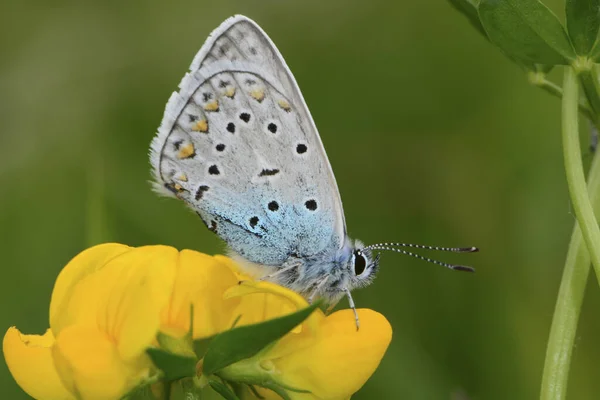 Egzotyczny Motyl Skrzydłami Owady — Zdjęcie stockowe