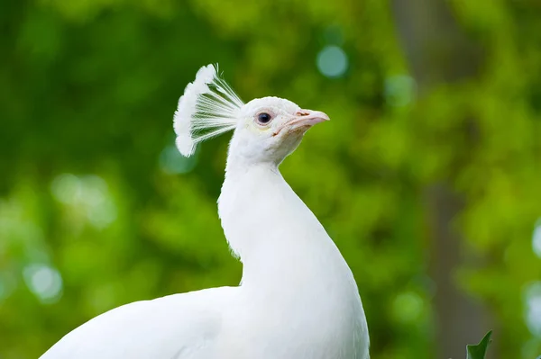 Bílý Peafowl Bílý Páv — Stock fotografie