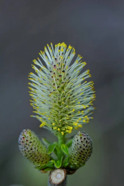 Close Cactus Garden — Stock Photo, Image