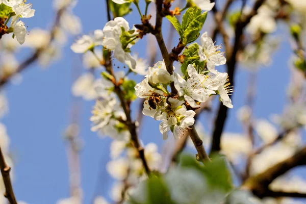 Arbre Fleur Cerisier Printemps Avec Des Fleurs — Photo