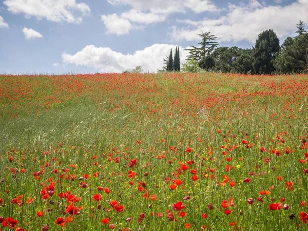 Campo Flores Papoula Coloridas Sob Céu Azul Com Nuvens Dispersas — Fotografia de Stock