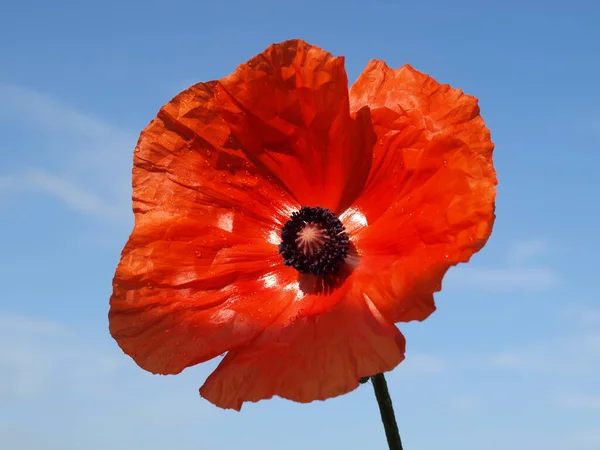 Vackra Vallmo Blommor Bakgrunden — Stockfoto