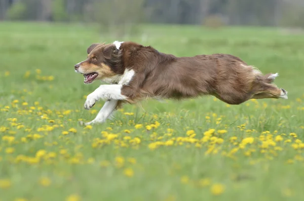 Portret Australische Herder Hond — Stockfoto