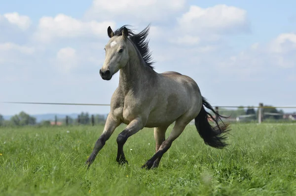 Cavalo Animal Rebanho Pastagem Animal Natureza Fauna — Fotografia de Stock