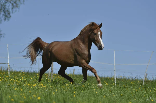 Cavalo Animal Rebanho Pastagem Animal Natureza Fauna — Fotografia de Stock