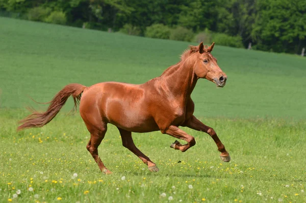 Caballo Corre Galope Sobre Hierba Verde —  Fotos de Stock