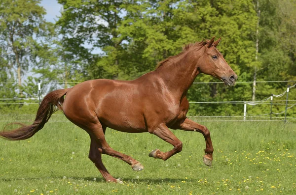 Bajor Melegvérű Vágtázó Paddock Bajorország 2013 Landvogt — Stock Fotó